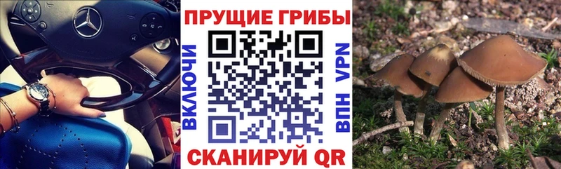 Псилоцибиновые грибы прущие грибы omg ТОР Сланцы наркотики